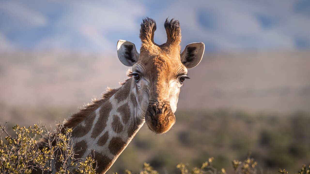 Giraf in Afrika die recht in de camera kijkt